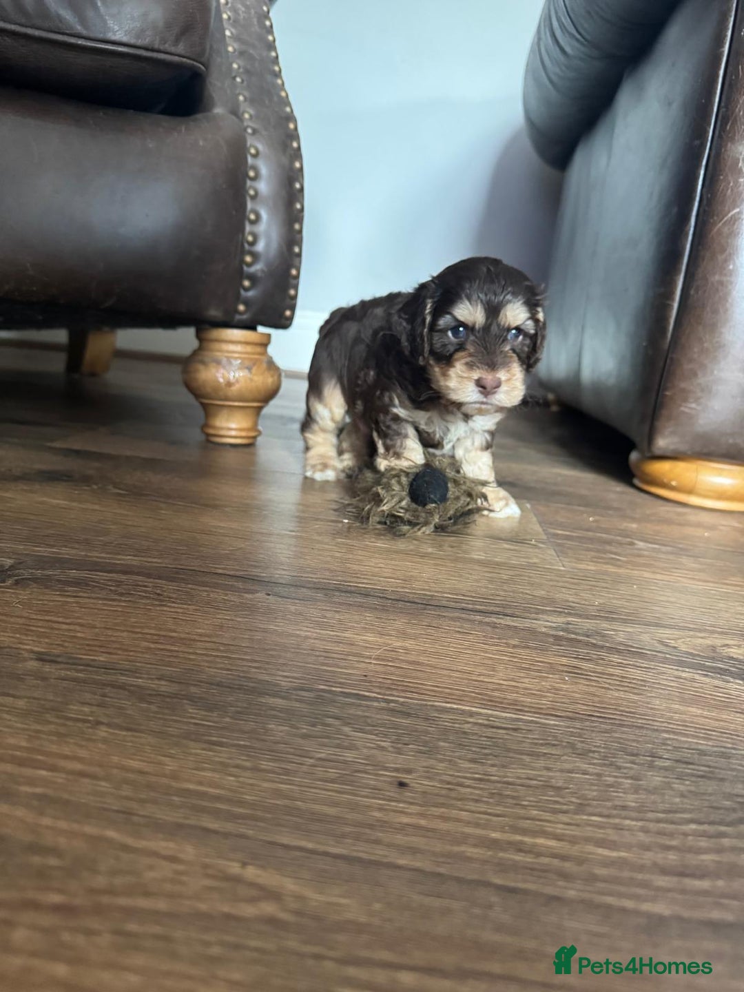 Cockapoo dogs for sale: Adorable F1 Cockerpoo puppies - Image 10