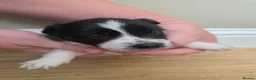 Border Collie dogs for sale: Border Collie Puppies  in Sheffield - Advert 8