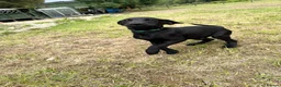 Labrador Retriever dogs for sale: FTCH Drakeshead Labrador boys  in Whiston - Advert 7