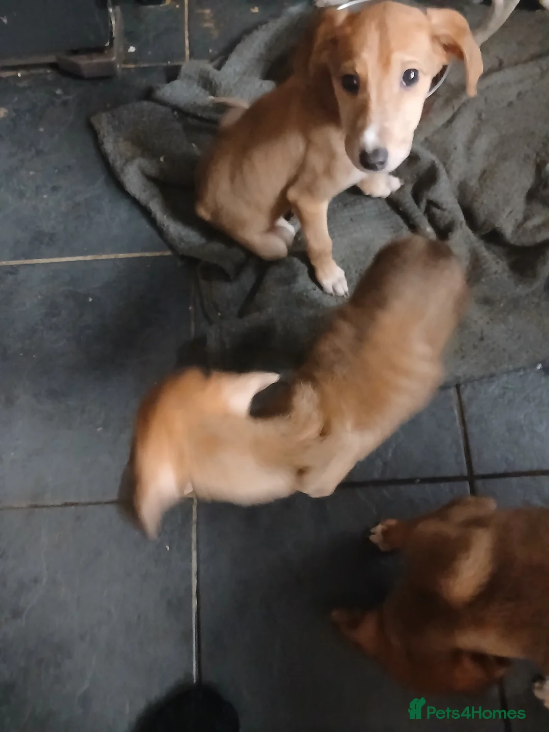 Mixed Breed dogs for sale: Three beautiful deerhound x greyhound  - Advert 10