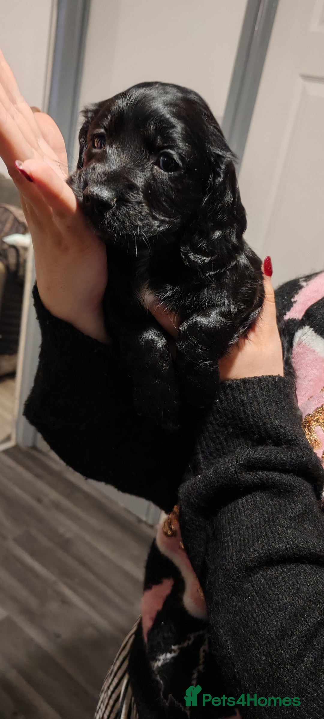 Sprocker dogs for sale: sprocker puppies black girl 1 left - Advert 16