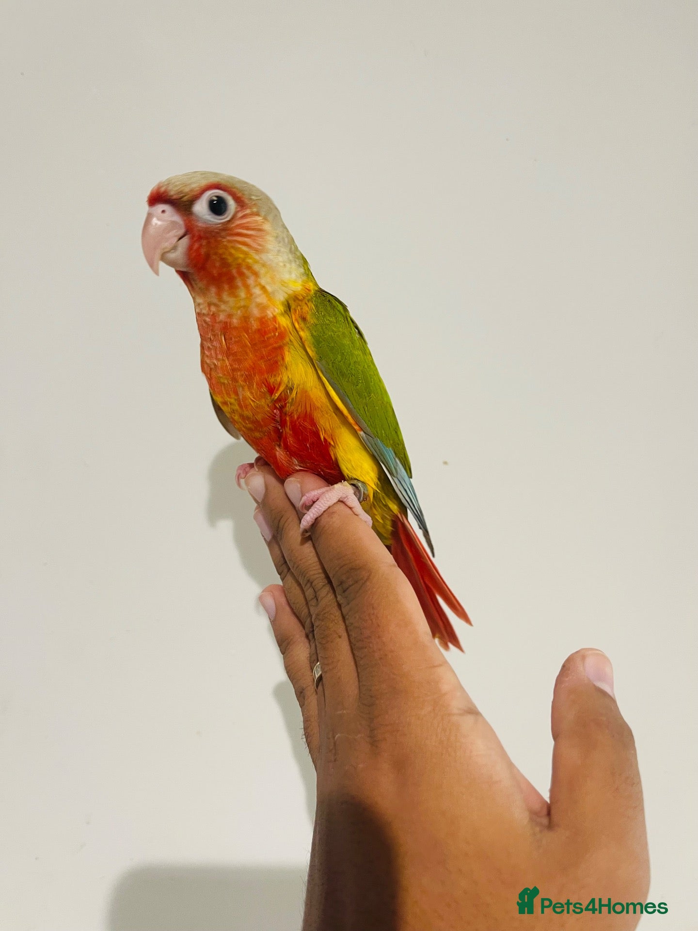 Conures birds Hand reared conures for sale  - Advert 1