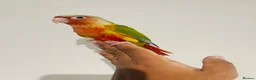 Conures birds for sale: Hand reared conures for sale  - Advert 1