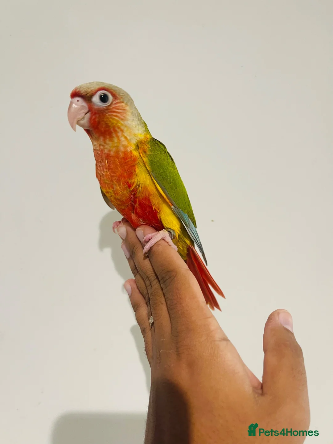 Conures birds for sale: Hand reared conures for sale  - Advert 1