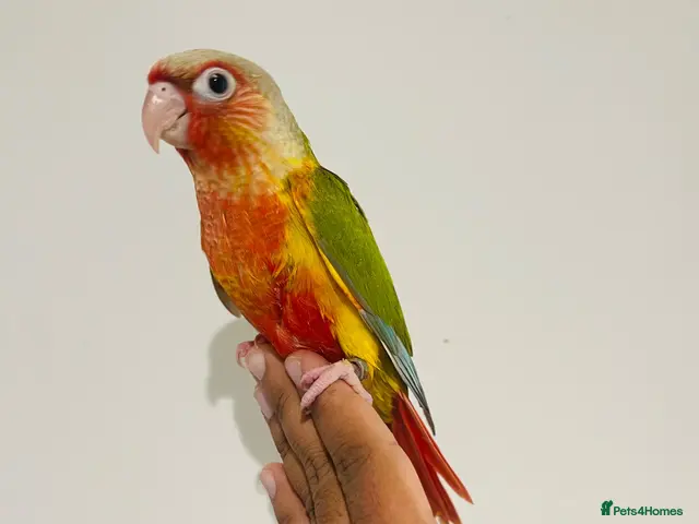 Conures birds for sale: Hand reared conures for sale - Advert 1