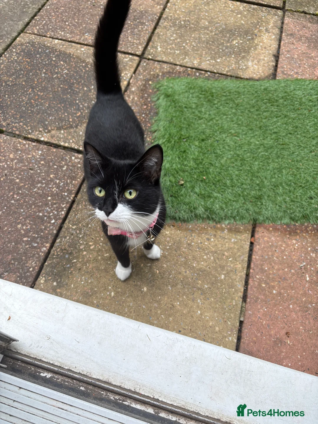 Mixed Breed cats for sale: Female Cat in Woking - Advert 2