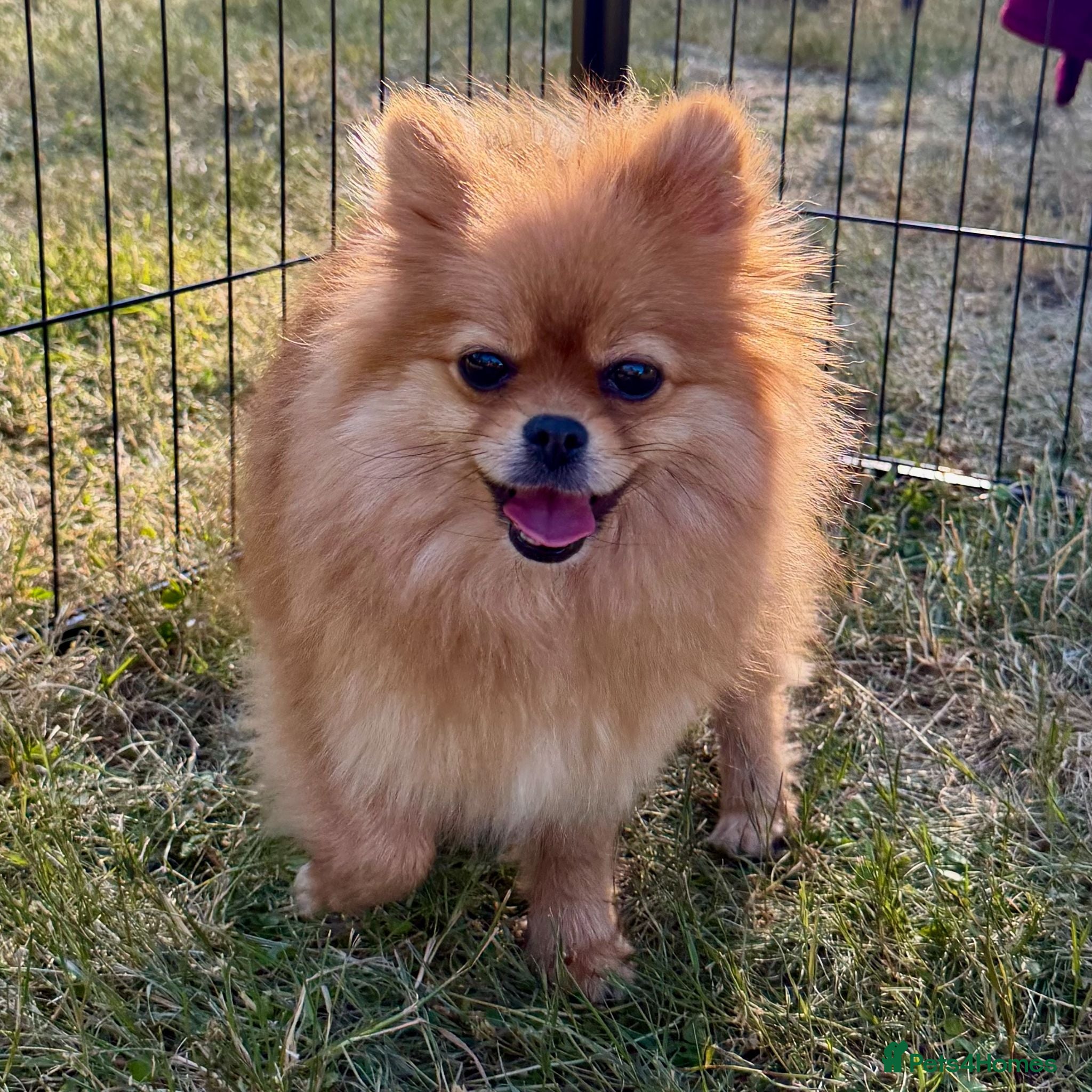 Pomeranian dogs 🐾 RALPHIE – Female Pomeranian 🐾 - Advert 1