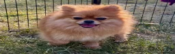 Pomeranian dogs for adoption: 🐾 RALPHIE – Female Pomeranian 🐾 - Advert 1
