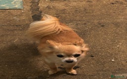 Chihuahua dogs for sale: Father and son chihuahuas  - Image 5