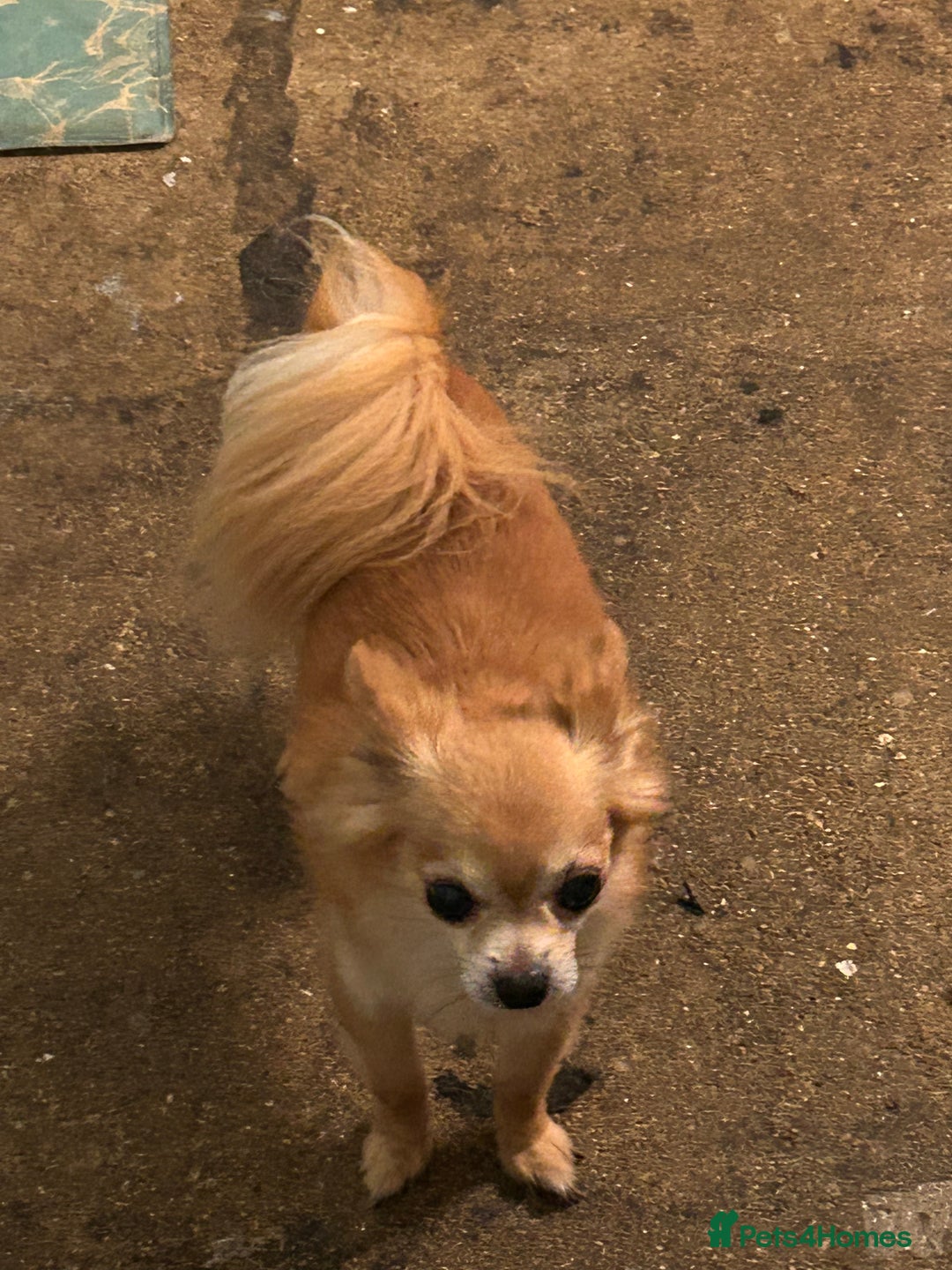 Chihuahua dogs for sale: Father and son chihuahuas  - Image 5