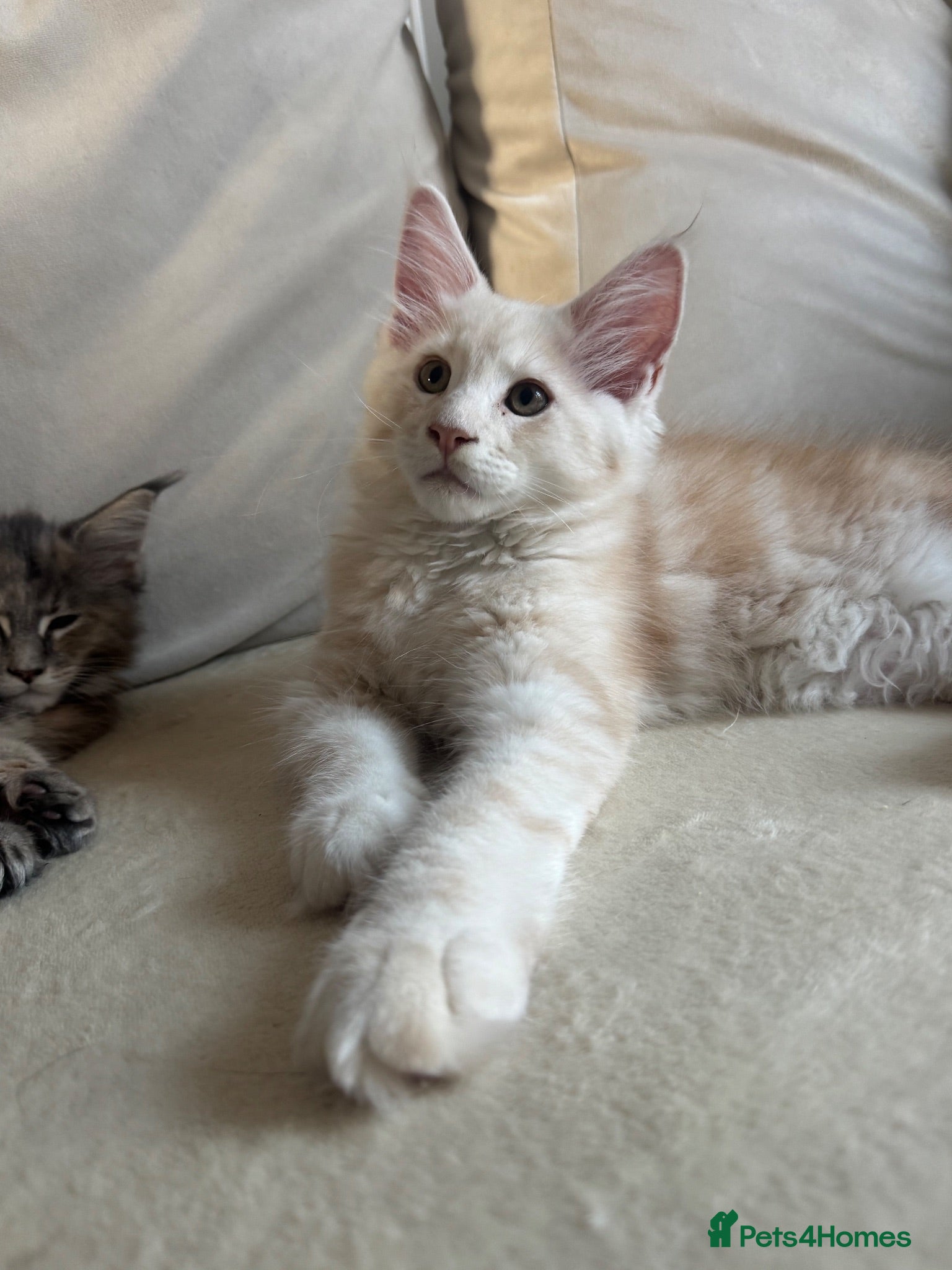 Maine Coon cats     ✨TICA Maine Coon Kittens | Licensed Breeder✨ - Advert 1