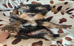 Yorkshire Terrier dogs for sale: DNA TESTED Father - Yorkshire Terrier puppies  - Image 35