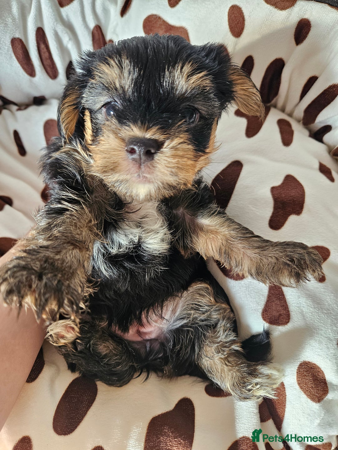 Yorkshire Terrier dogs for sale: DNA TESTED Father - Yorkshire Terrier puppies  - Image 35