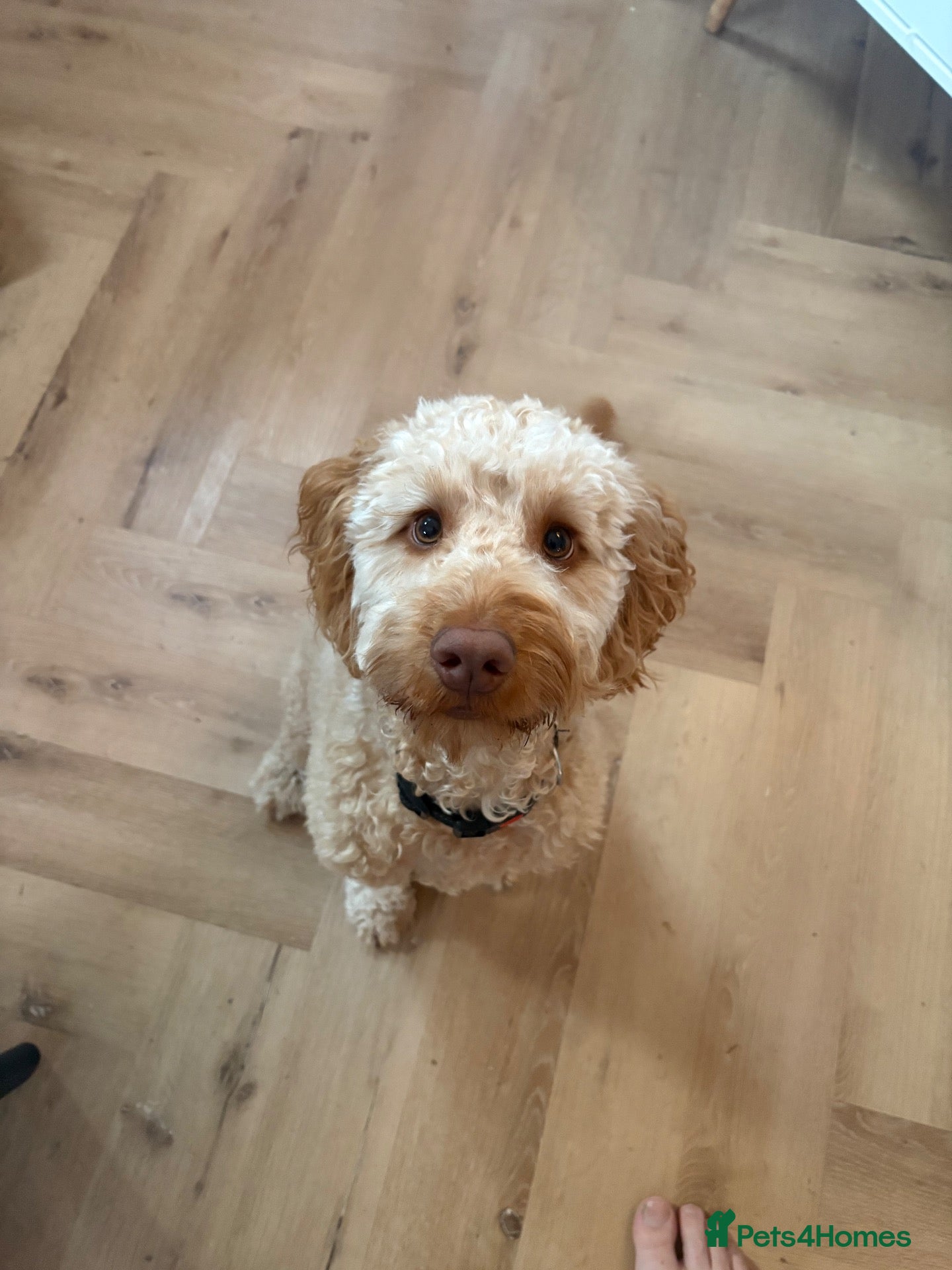 Cockapoo dogs Teddy is looking for his forever home - Advert 1