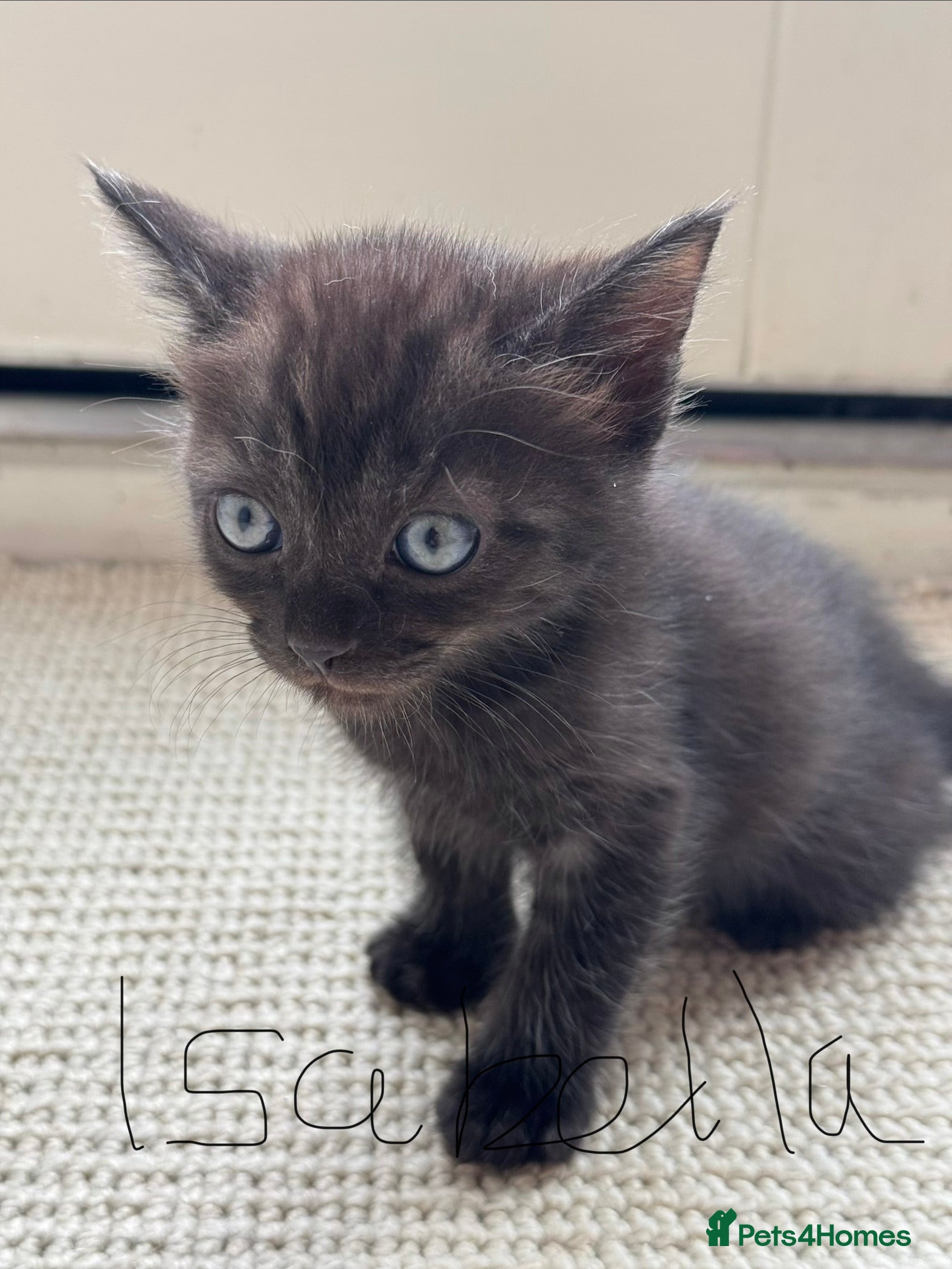 Ragdoll cats Beautiful kittens for sale.  - Advert 2