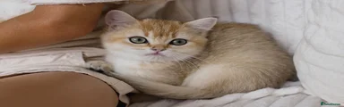 British Shorthair 4 - yellow