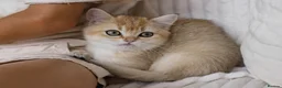 British Shorthair cats for sale: Golden Blue and Golden BSH kittens - Advert 15