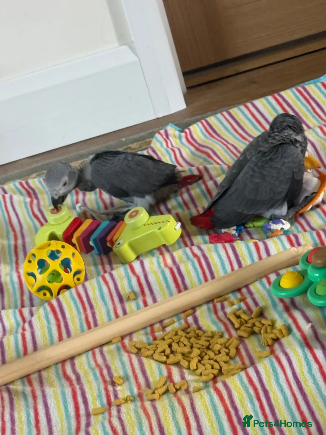 Parrots birds for sale: handreared african grey babies - Advert 2