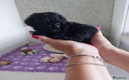 Toy Poodle dogs for sale: Kc reg black toy poodle  - Image 5