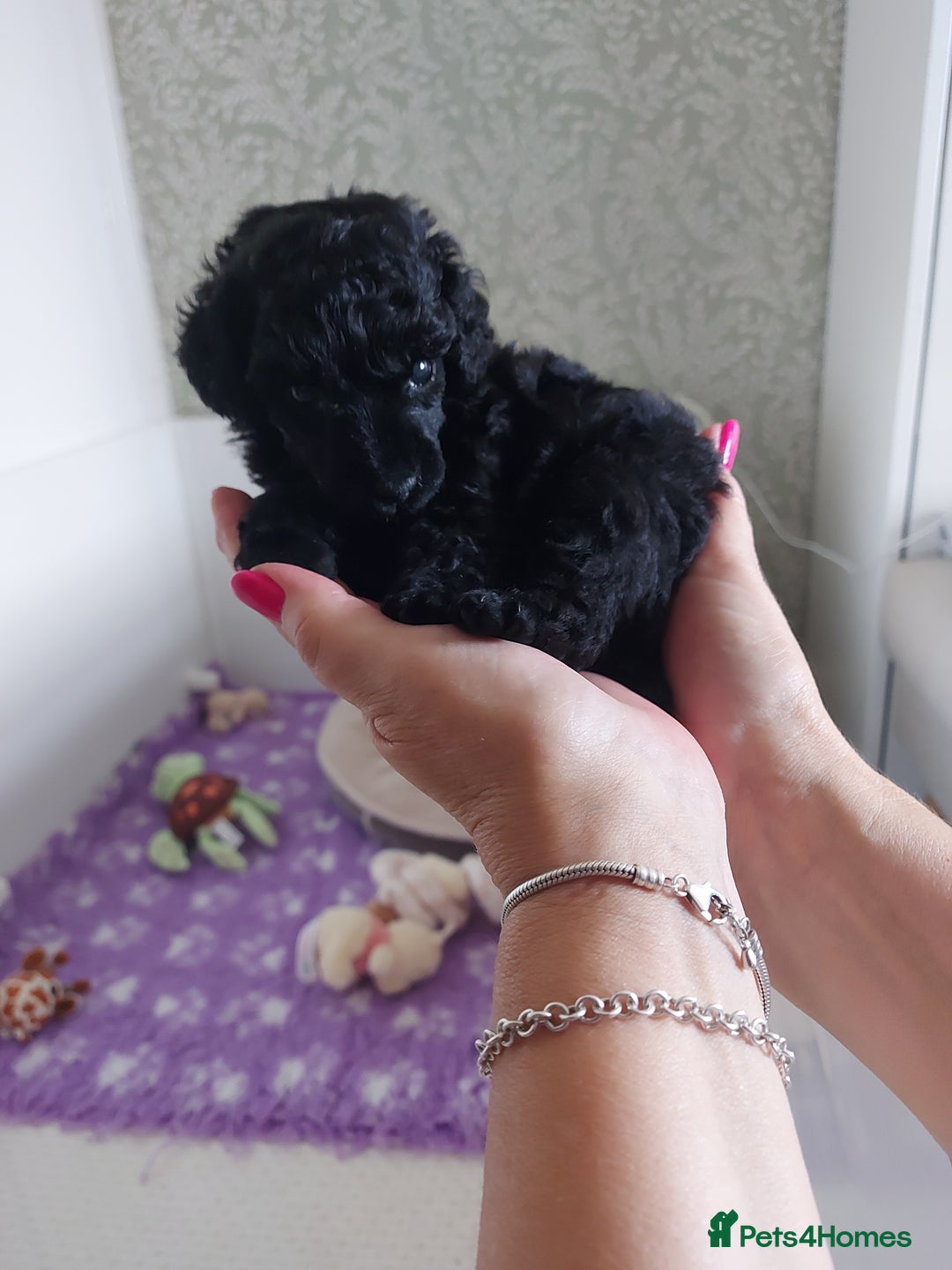 Toy Poodle dogs for sale: Kc reg black toy poodle  - Image 5