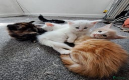 Maine Coon cats for sale: Pure Maine coons fully vaccinated and chipped  - Image 16