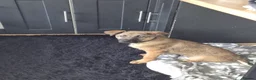 Mixed Breed dogs for sale: German shepherd x 1/4 rottweiler  in Wisbech - Advert 2