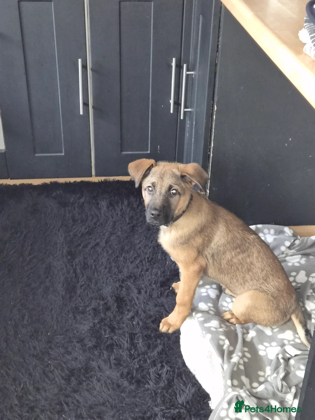 Mixed Breed dogs for sale: German shepherd x 1/4 rottweiler  in Wisbech - Advert 2