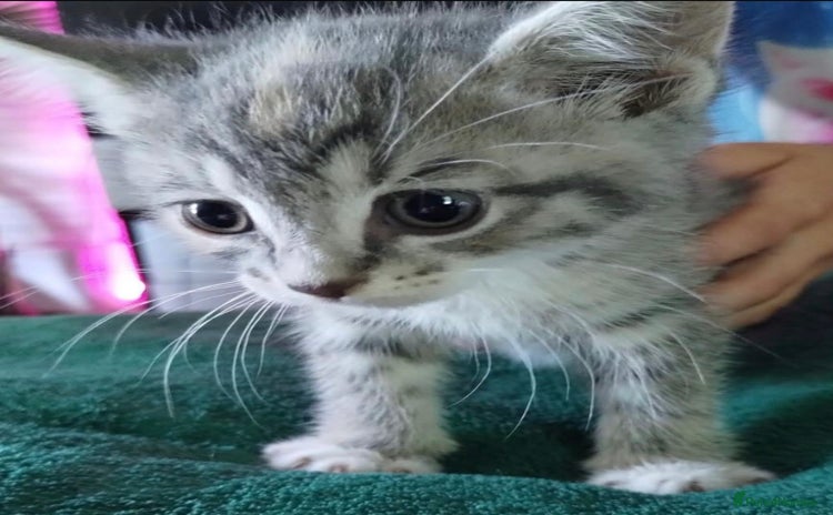 Mixed Breed cats - Advert 2