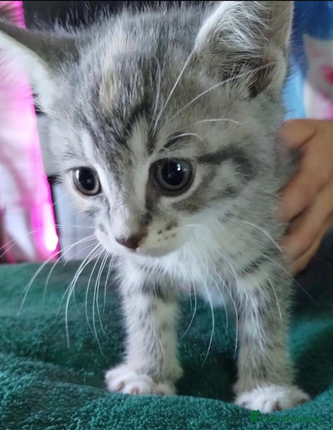 Mixed Breed cats for sale: Kittens ready now  - Image 1