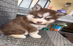 Pomsky dogs for sale: Champion bloodline f4 pomskys - Image 5