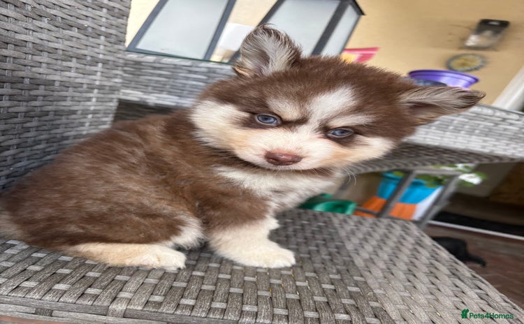 Pomsky dogs - Advert 1