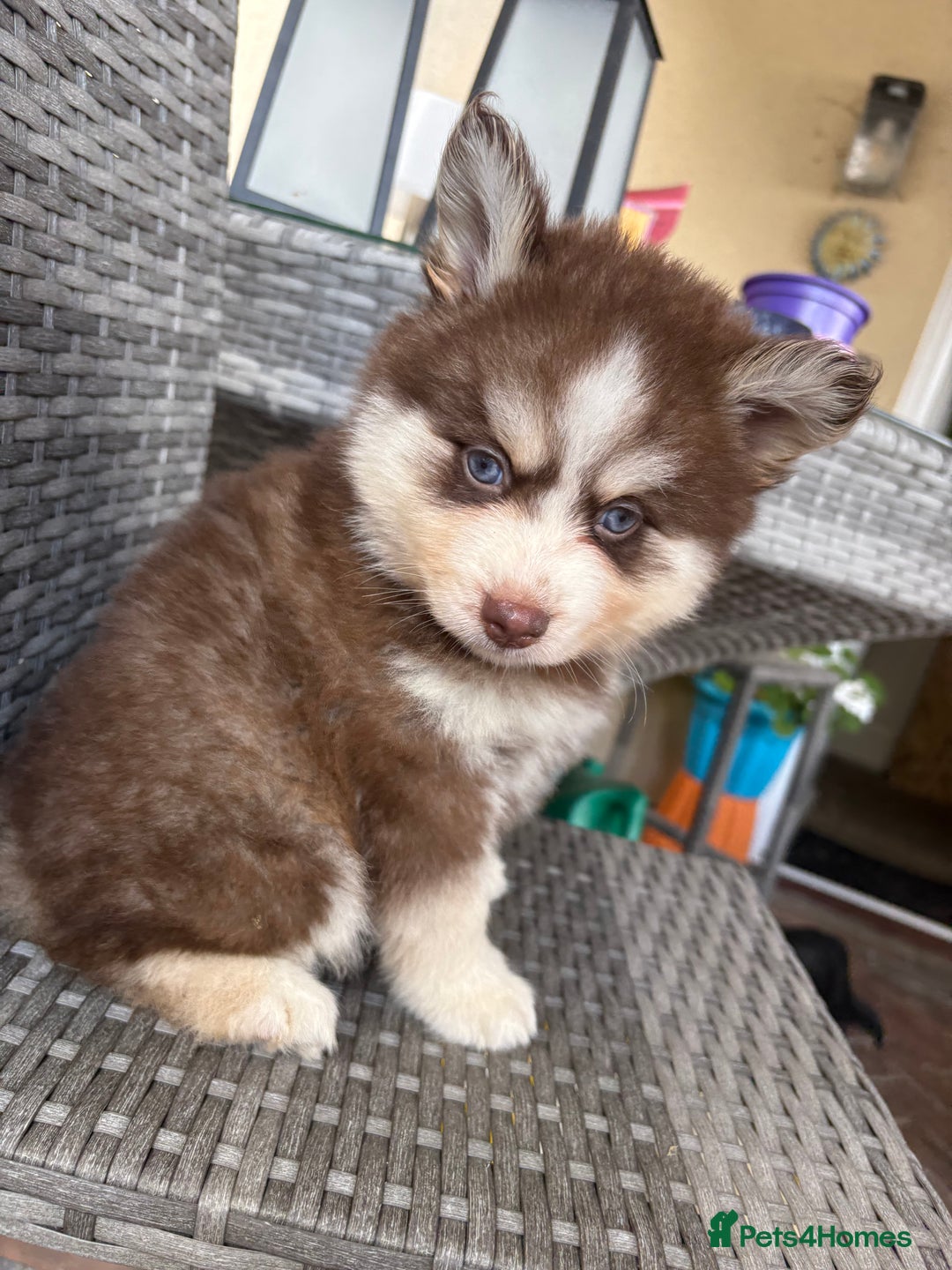 Pomsky dogs for sale: Champion bloodline f4 pomskys - Image 5