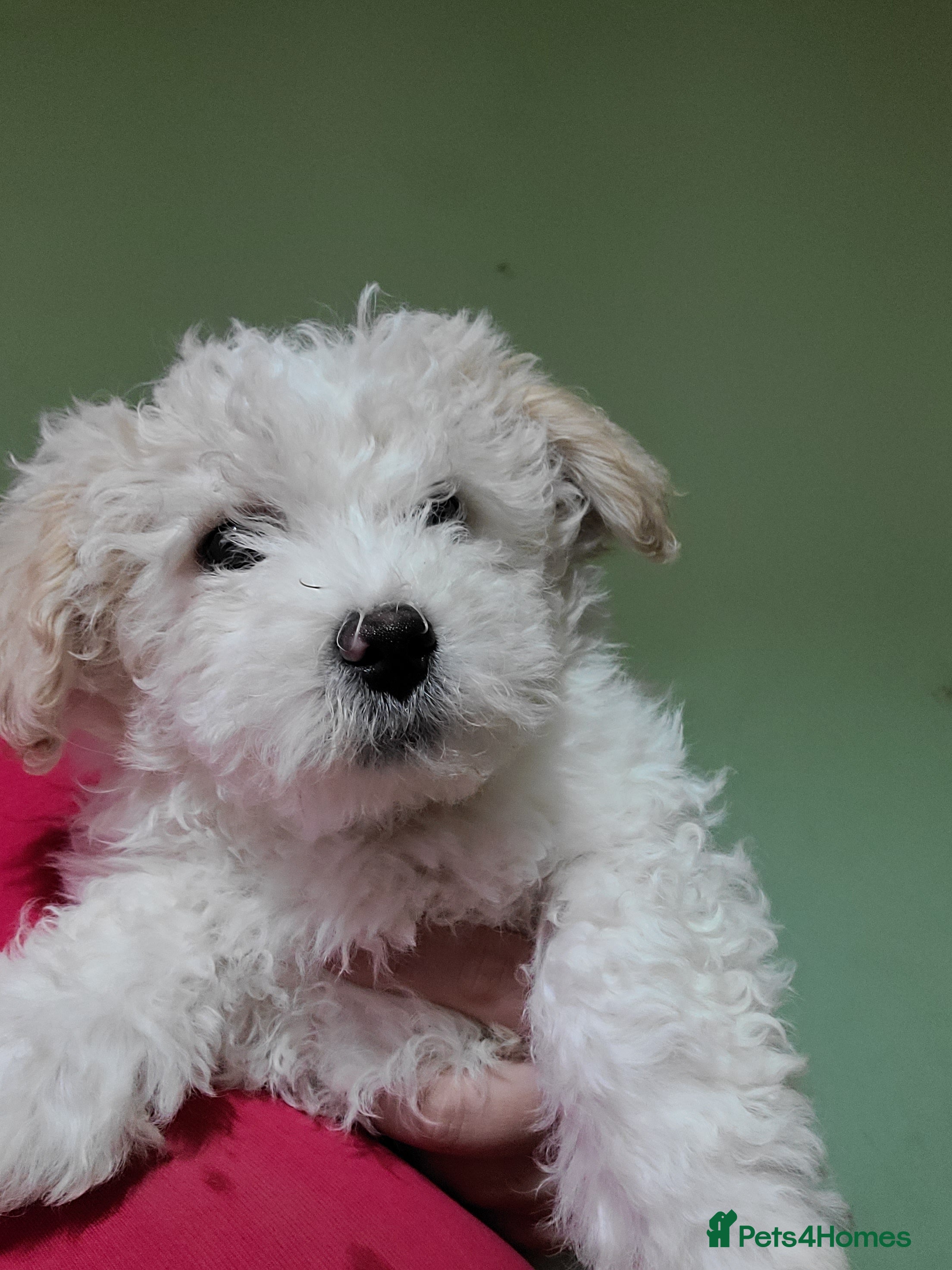 Bichon Frise dogs 3 beautifuls puppy Bichon Maltese - Advert 4