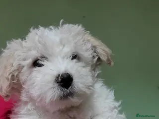 Bichon Frise dogs 3 beautifuls puppy Bichon Maltese - Advert 4