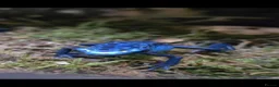 Frog reptiles for sale: Dendrobates tinctorius Azules Dart Frog Tadpoles - Advert 7