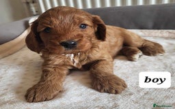 Cavapoo dogs for sale: QUALITY F1 CAVAPOO PUPS - HEALTH TESTED - Image 4