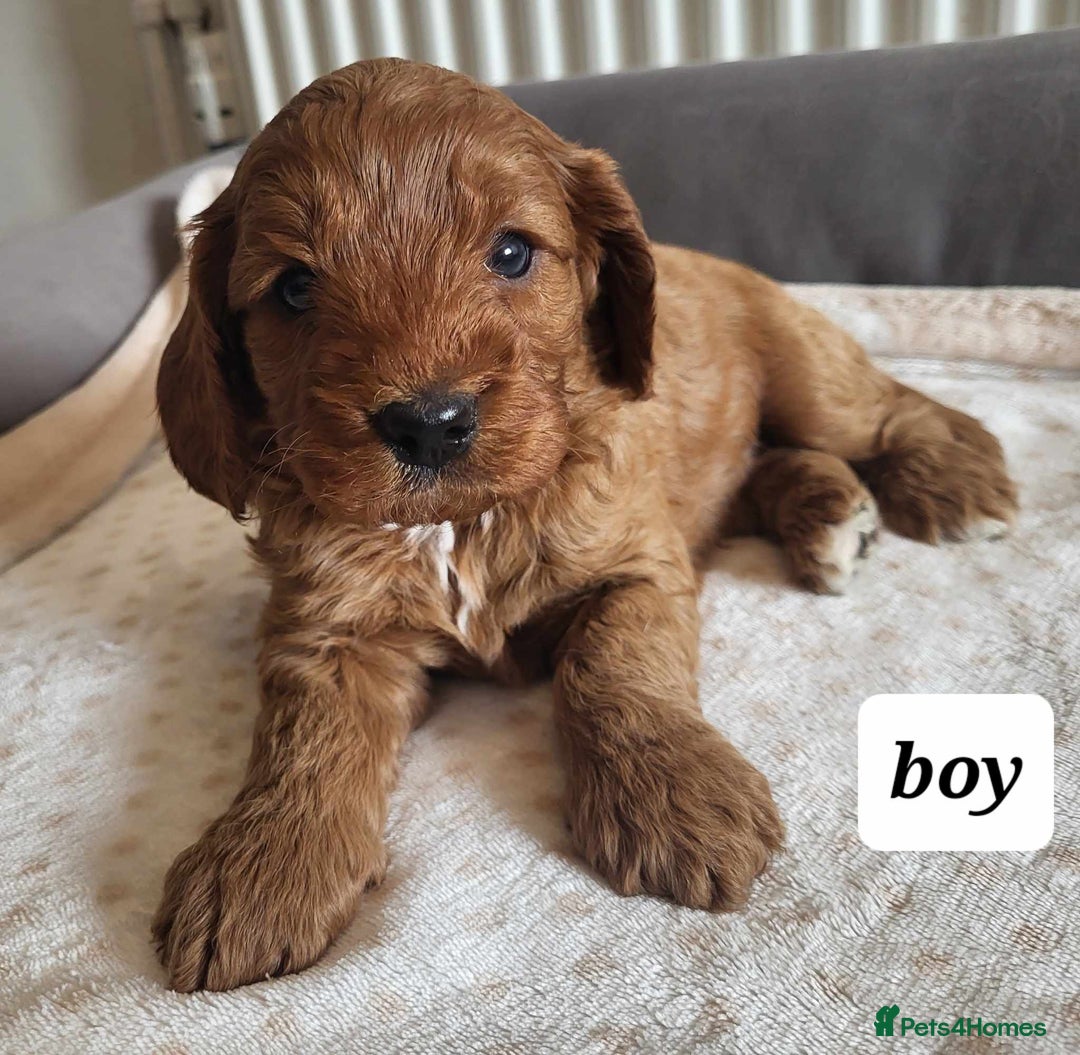 Cavapoo dogs for sale: QUALITY F1 CAVAPOO PUPS - HEALTH TESTED - Image 4