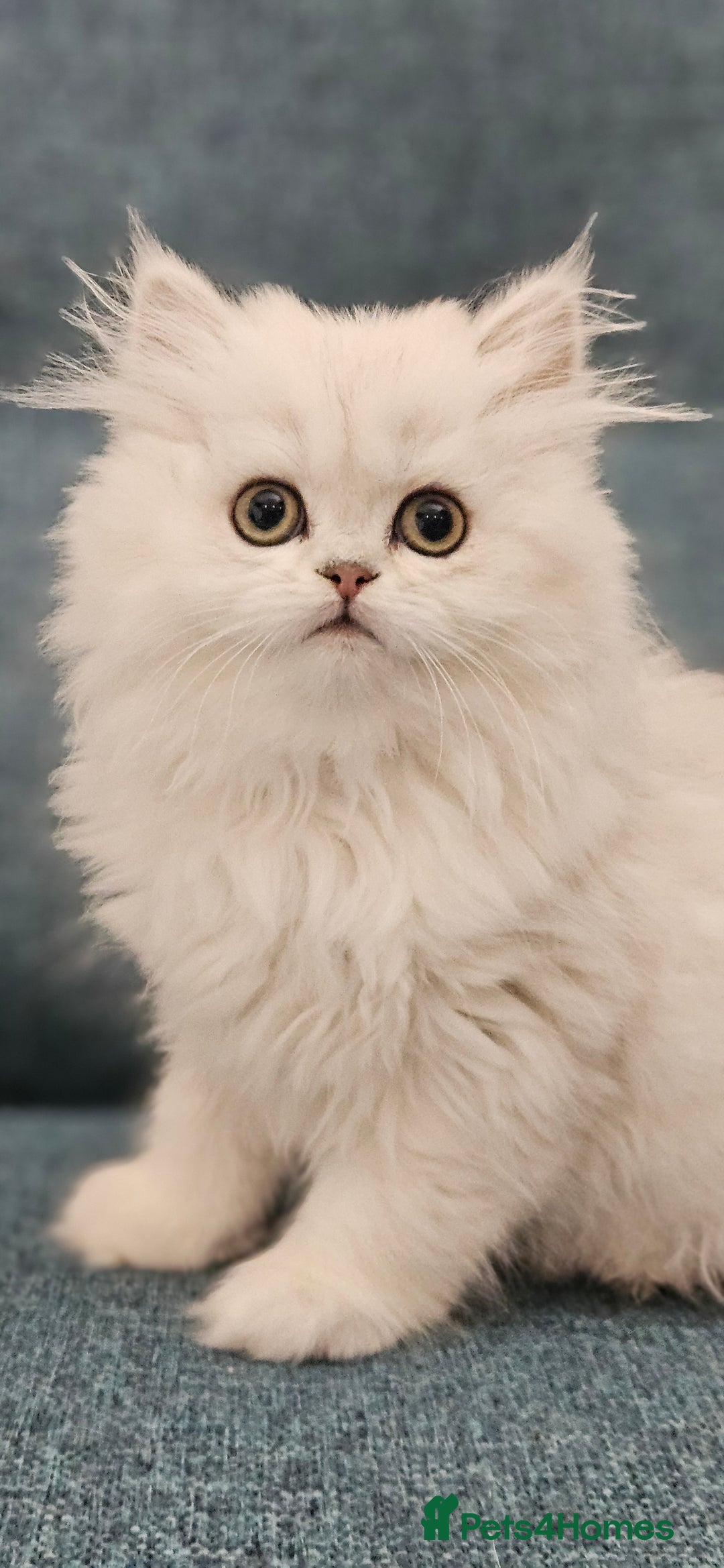 Scottish Fold cats for sale: Excellent Scottish fold kittens  - Image 22