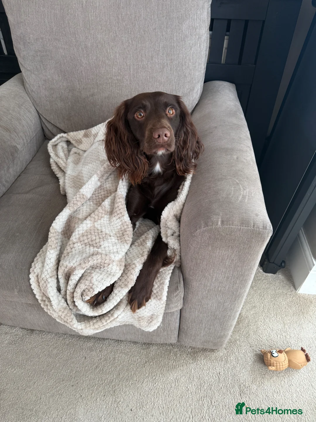 Mixed Breed dogs for sale: Sprocker Spaniel  - Advert 5