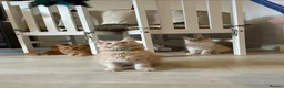 Maine Coon cats for sale: Beautiful Maine Coon kittens for sale. Two boys.🦁 - Advert 7