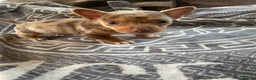 Mixed Breed dogs for sale: Jack Russell cross Chihuahua - Advert 3