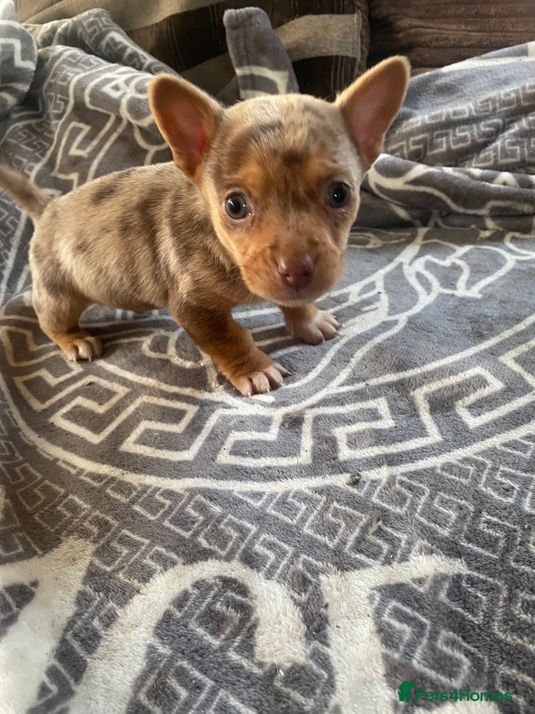 Mixed Breed dogs for sale: Jack Russell cross Chihuahua - Advert 3