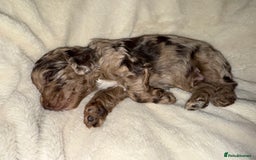 Cockapoo dogs for sale: F1 Cockapoo puppies  - Image 30