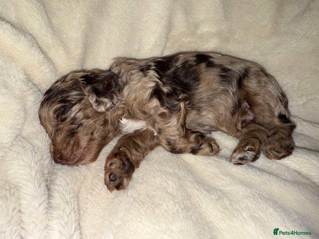 Cockapoo dogs for sale: F1 Cockapoo puppies  - Image 30