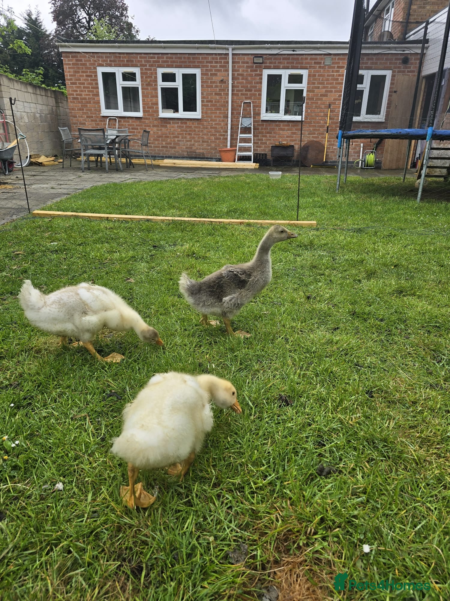 Geese poultry 3 Beautiful Geese (Embden & French Grey) + Setup - Advert 2