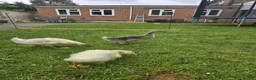 Geese poultry for sale: 3 Beautiful Geese (Embden & French Grey) + Setup in Leicester - Advert 1