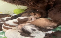 Cocker Spaniel dogs for sale: KC Show Cockers - 1 Girl , 3 Boys remaining! - Image 27