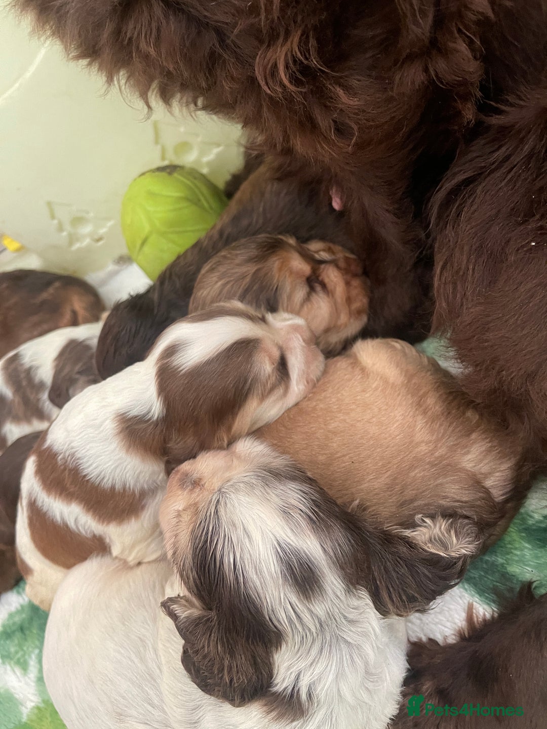 Cocker Spaniel dogs for sale: KC Show Cockers - 1 Girl , 3 Boys remaining! - Image 27