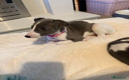 Whippet dogs for sale: 8 Week Old Whippet Puppies  - Advert 25