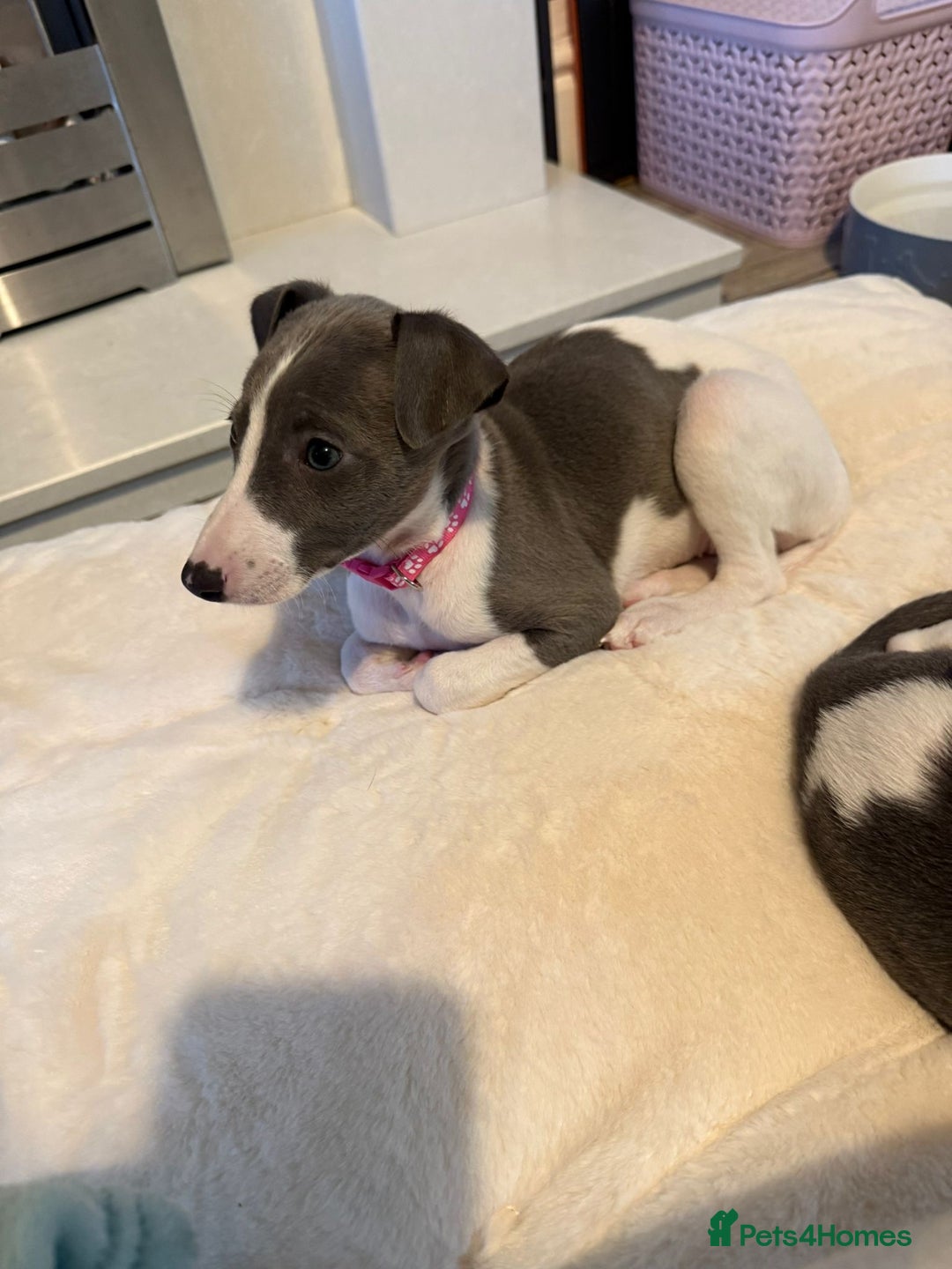 Whippet dogs for sale: 8 Week Old Whippet Puppies  - Advert 25